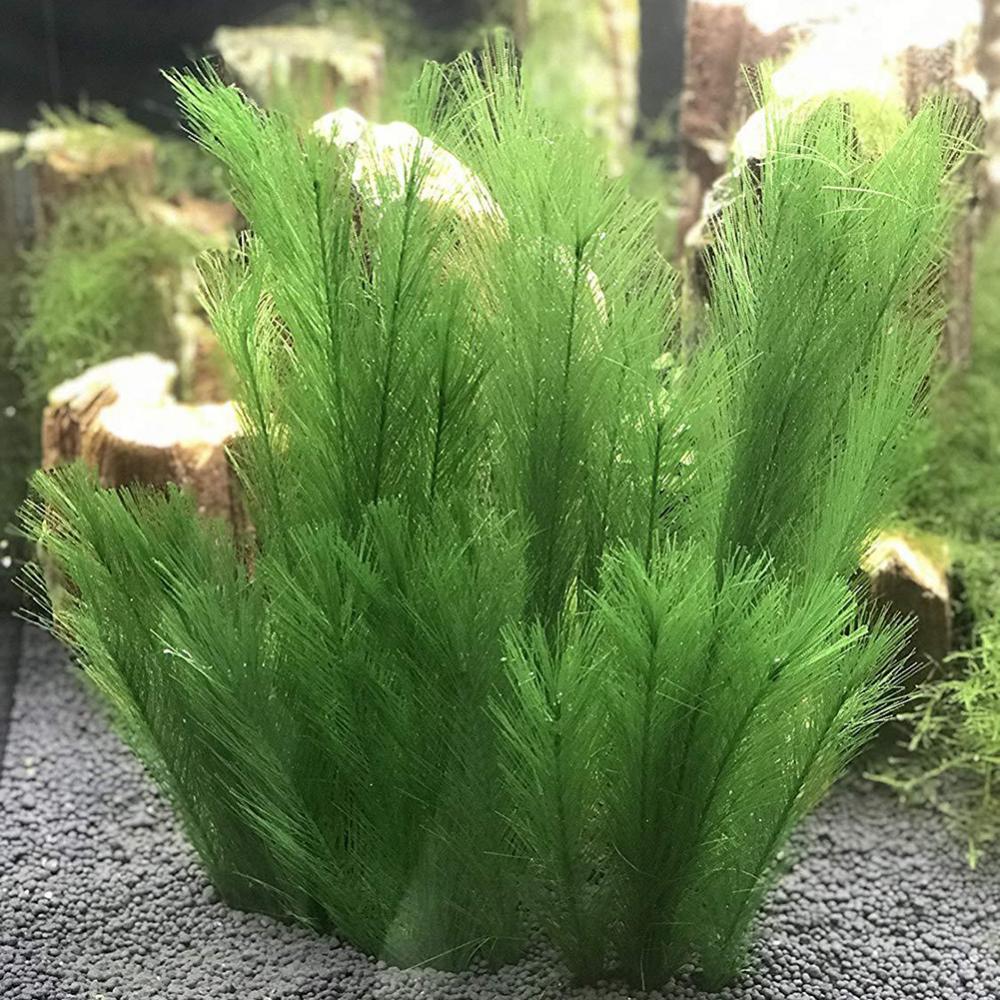 Live Plant Aquarium - 1/3 pçs 28/40cm aquário tanque de