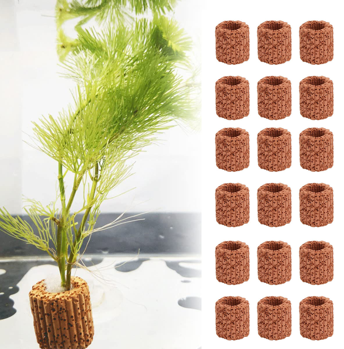 Aquarium Plants Live - Aquatic Water Plant Fixed Ring Base