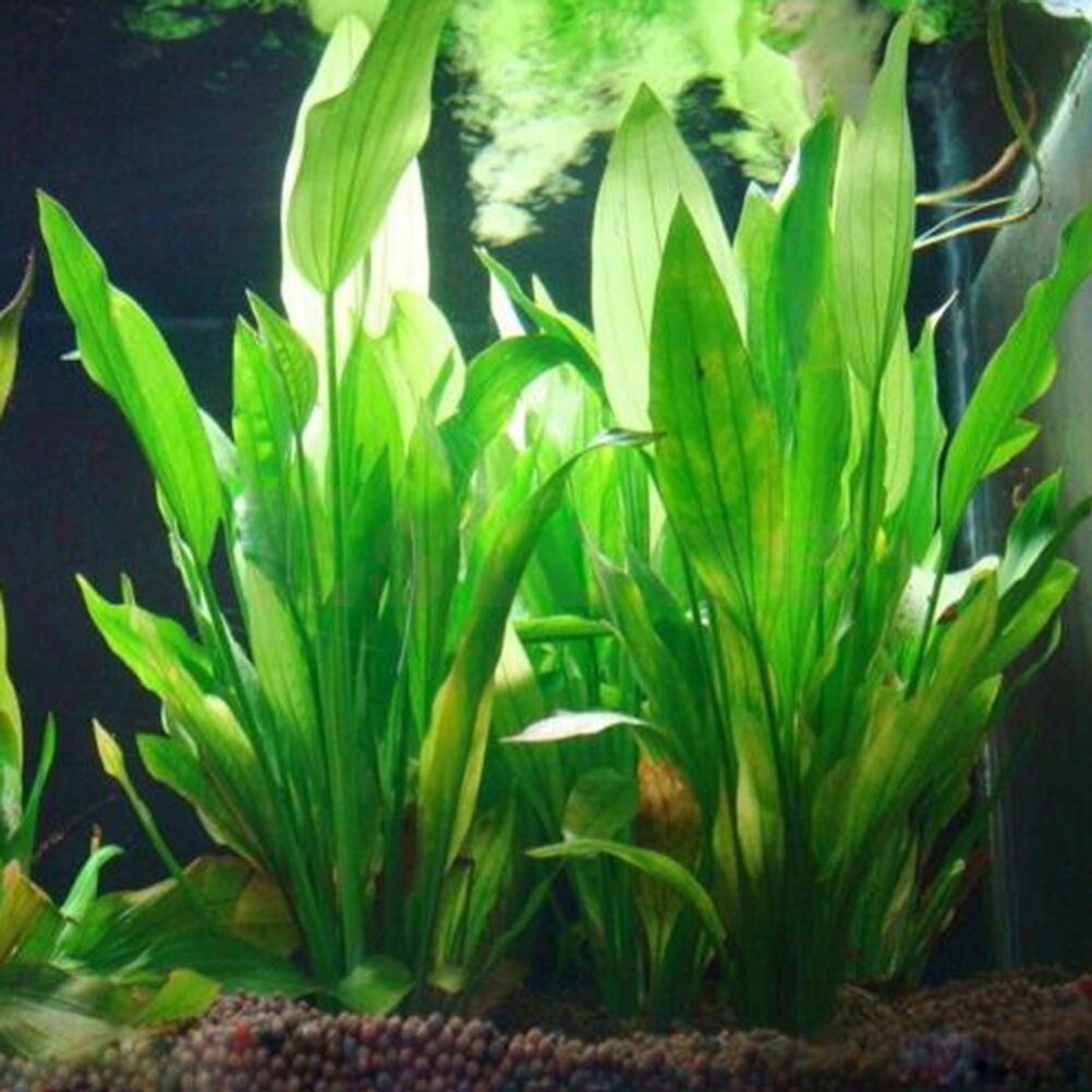 Aquarium Plants Live - Artificial Aquário Decor Plantas, Ornamento De