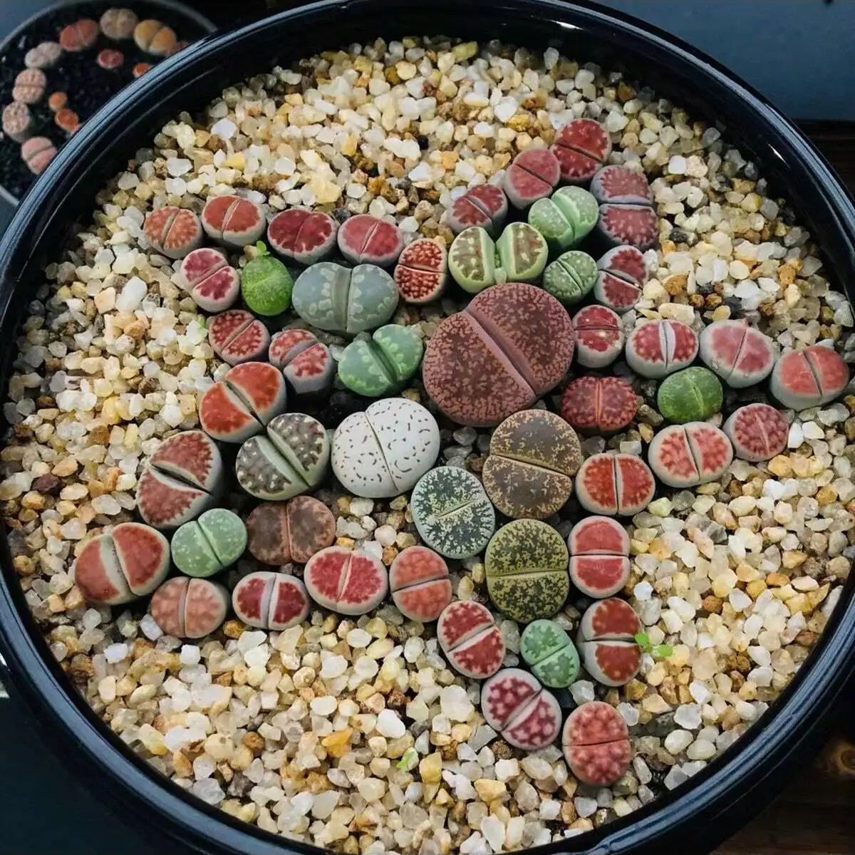 1pc-250g cristais naturais ped - Plant Aquarium Pot avaliação e preço