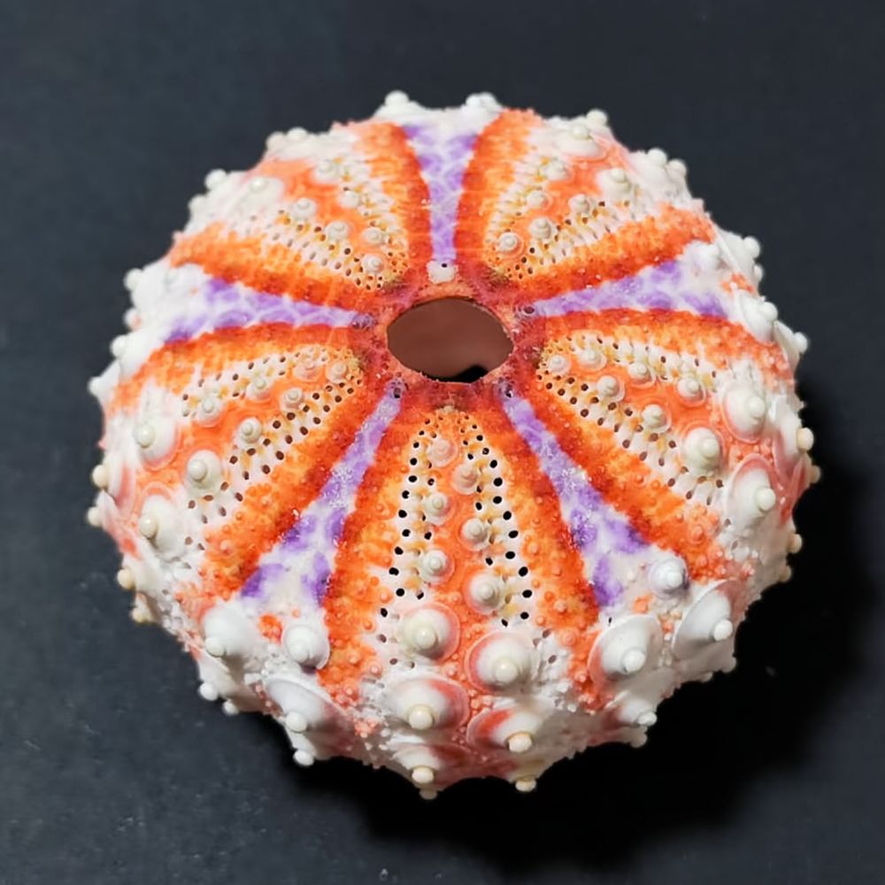 Arte em forma de ouriço-do-mar - Aquarium Plant Holder avaliação e preço