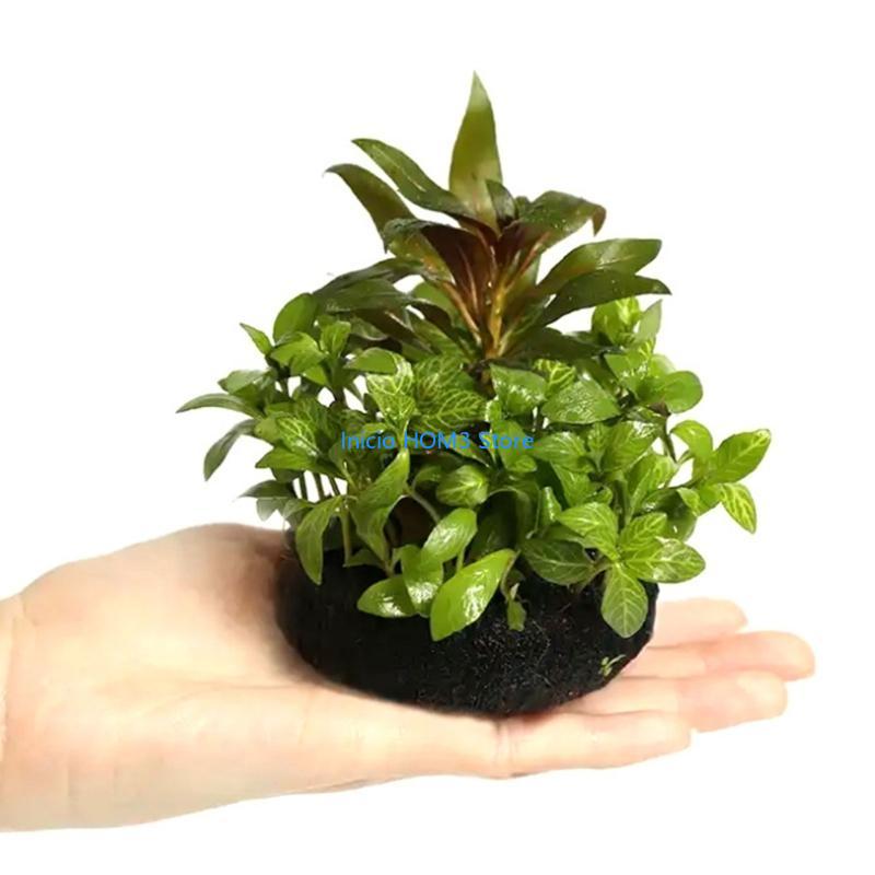 Substrato seguro da planta tra - Aquarium Plant Substrate avaliação e preço