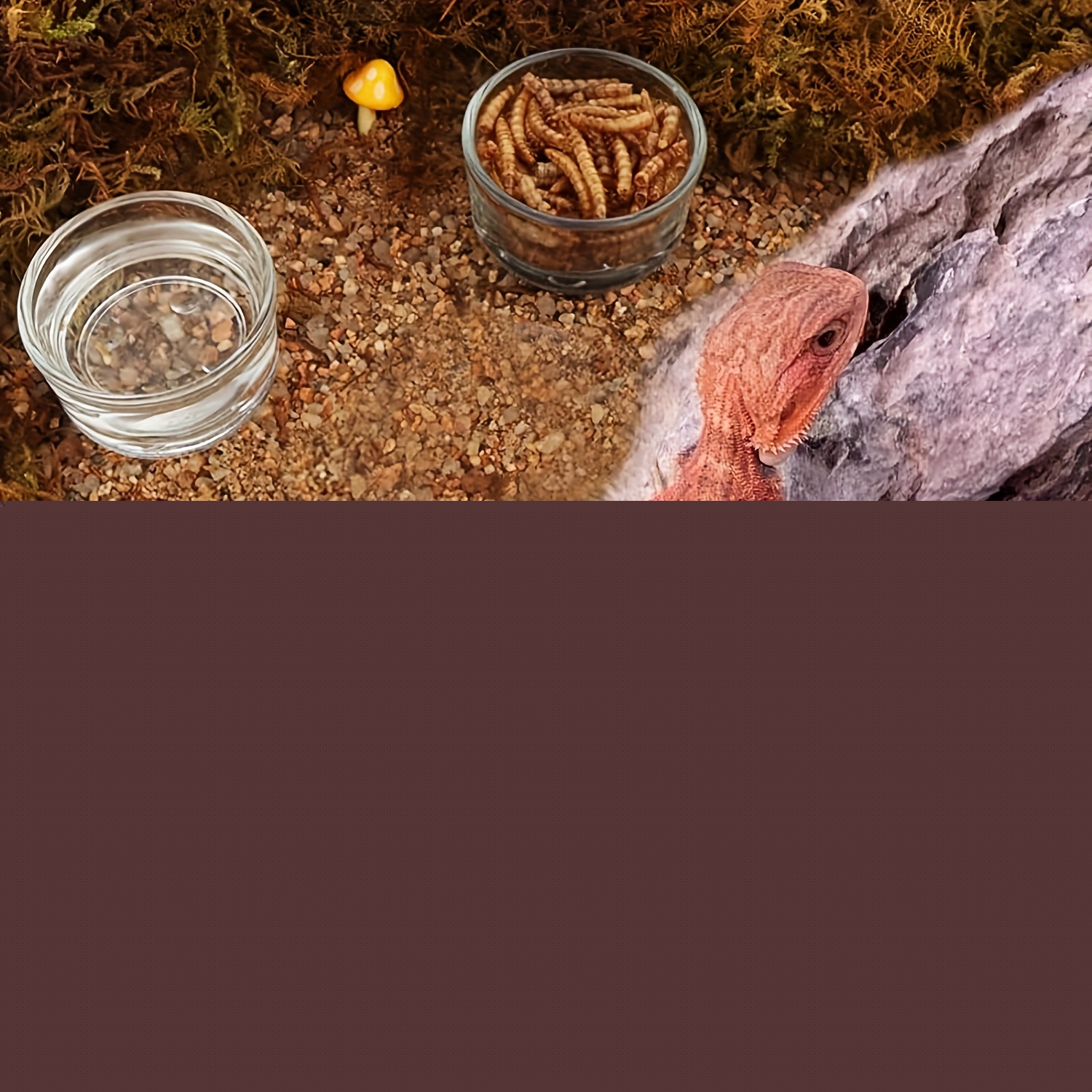 Aquário de Vidro Mini Tamanho, - Aquarium Fertilizer avaliação e preço