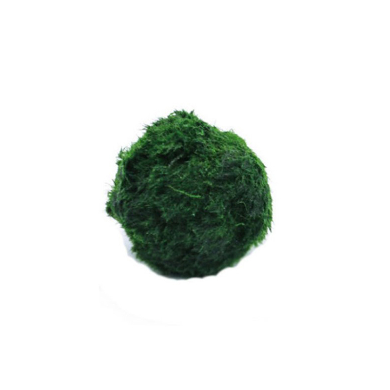 Marimo musgo bolas ao vivo aqu - Aquarium Plants Live avaliação e preço