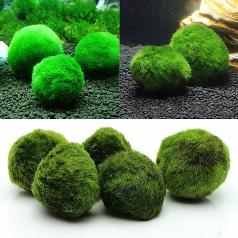 Marimo musgo bolas ao vivo aqu - Aquarium Plants Live avaliação e preço