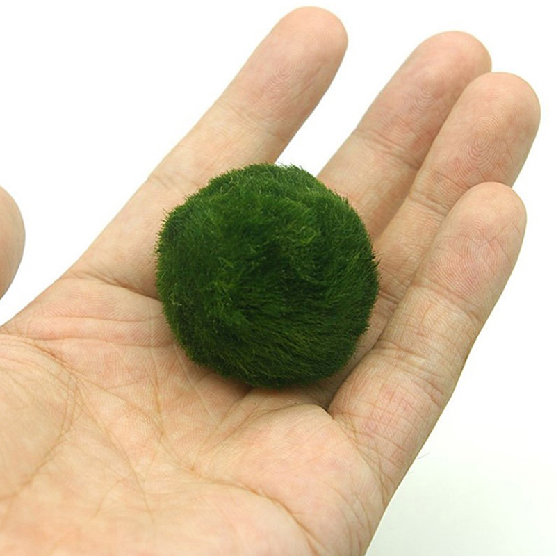 Marimo musgo bolas ao vivo aqu - Aquarium Plants Live avaliação e preço