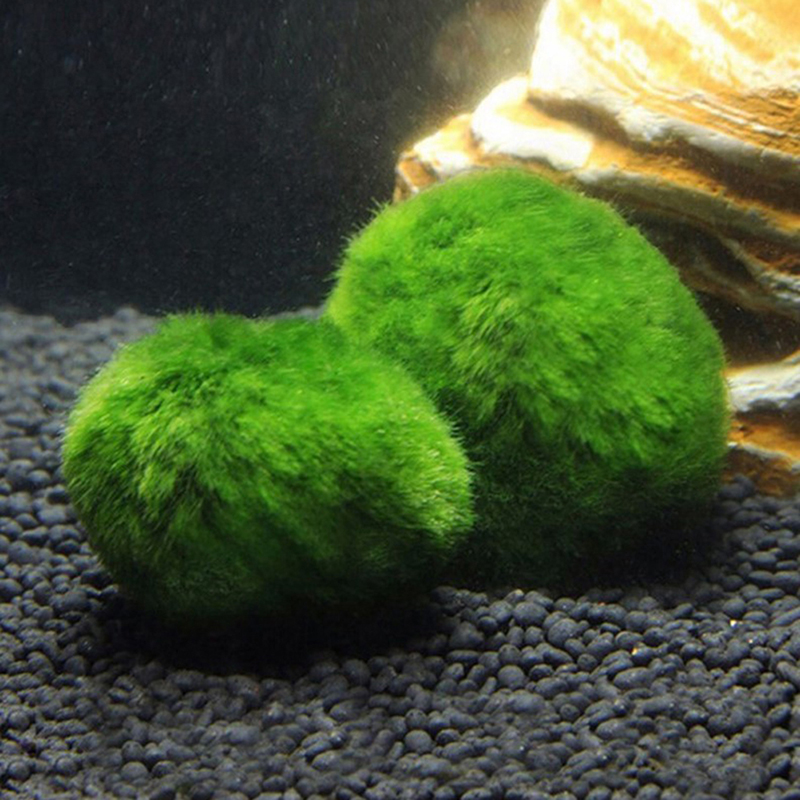 Marimo musgo bolas ao vivo aqu - Aquarium Plants Live avaliação e preço