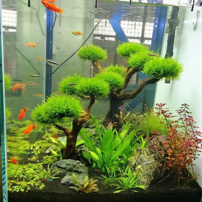 Quadro De Madeira Decorativa P - Aquarium Driftwood avaliação e preço