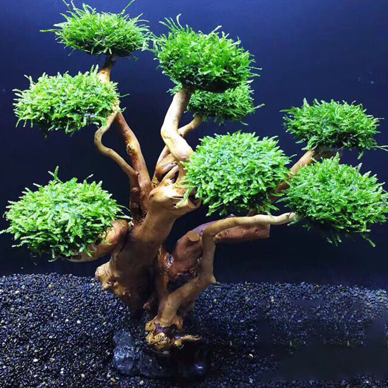 Quadro De Madeira Decorativa P - Aquarium Driftwood avaliação e preço