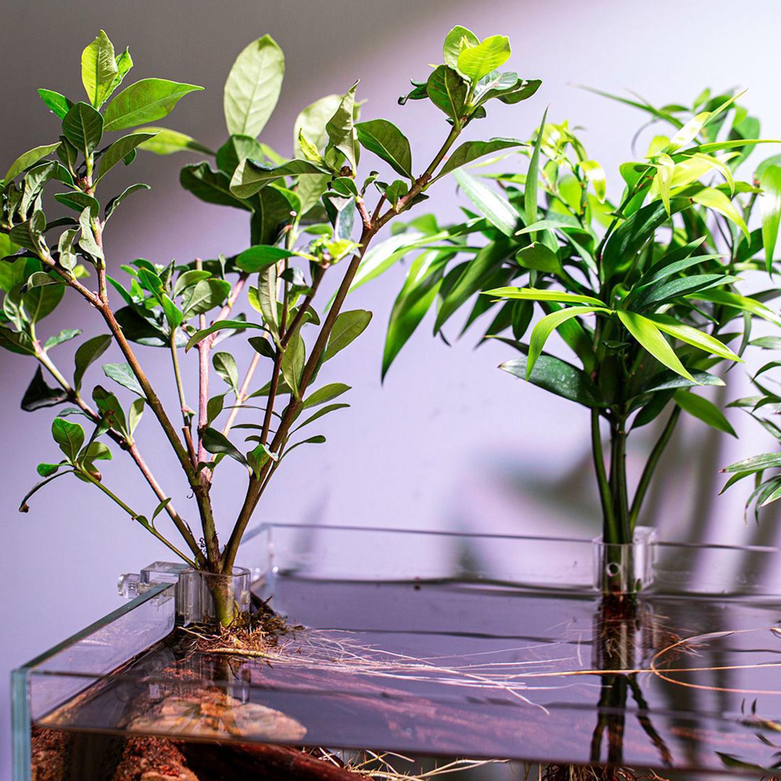 Suportes Transparentes para Pl - Aquarium Plant Holder avaliação e preço