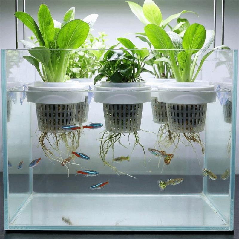 Cesto flutuante para plantas a - Aquarium Plant Holder avaliação e preço